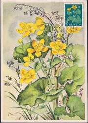 Picture 1 for Lot from Luzernerraute GmbH