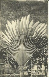 Malaya-Strait Settlements SG#196(single frank) PENANG-A 29/AU/1913 ...