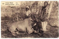 Belgian Congo PICTORIAL POSTAL CARD-HG:63-IRUMU 5/II/25-STAMP ...