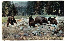 1c Franklin YELLOWSTONE NAT`L PARK WYO. JUN/20/1911-Postcard View ...