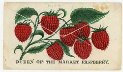 ILLUSTRATED CORNUCOPIA CAMEO-POMONA GARDEN & NURSURY-ALLOVER ...