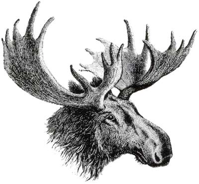 easternauctions-moose.jpg